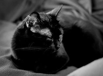 Close-up of cat resting on bed