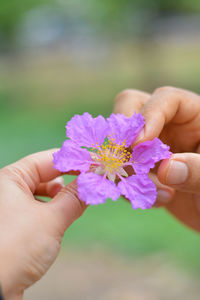 Close-up of hand holding purple flower