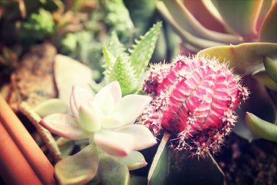 Close-up of cactus flowers blooming outdoors