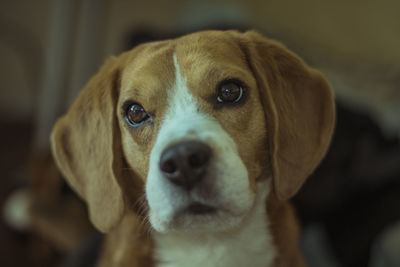 Close-up portrait of dog