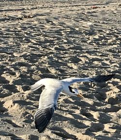 High angle view of seagull flying