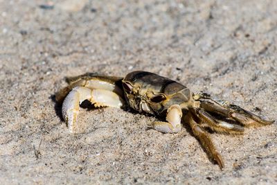 Close-up of crab on beach