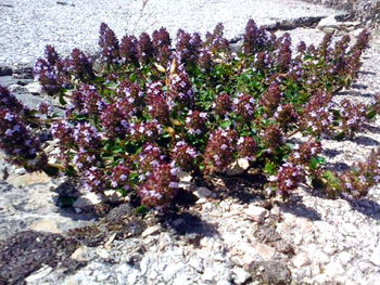 Close-up of flowers growing on rock