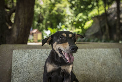 Close-up of dog on tree