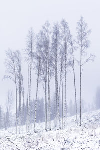 Bare trees on snow covered land