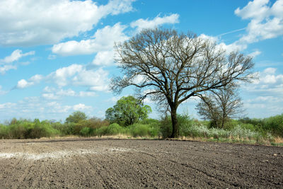 Bare trees on field against sky