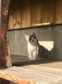 Close-up of cat sitting on wood