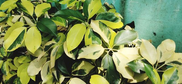 High angle view of flowering plants