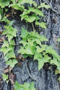 Close-up of ivy growing on tree trunk