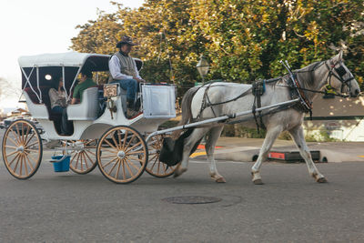 Horse cart on street