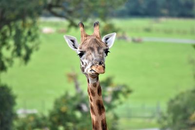 Portrait of giraffe on land