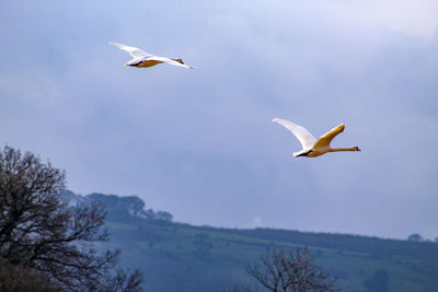 Low angle view of swans flying in sky