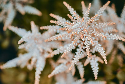 Close-up of frozen plant