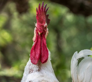 Close-up of bird against blurred background