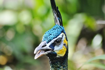 Close-up of peacock