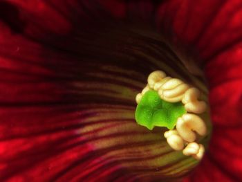 Extreme close up of red flower