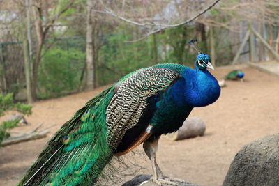 Peacock on tree