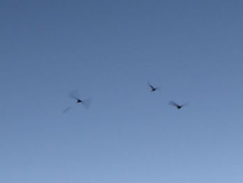 Low angle view of bird flying in sky