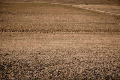 Scenic view of wheat field