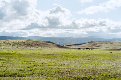 Scenic view of grassy field against sky