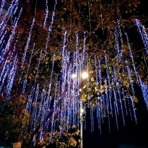 Low angle view of trees against sky at night