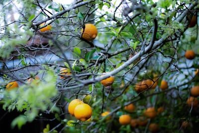 Low angle view of orange fruits on tree