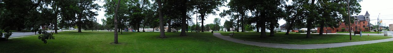 Trees in park