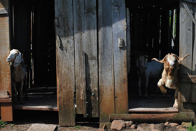 Dog in barn