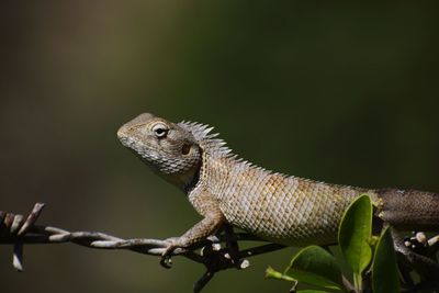 Close-up of a lizard on branch