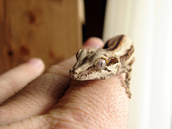 Close-up of small lizard on hand