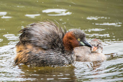 Duck swimming in lake