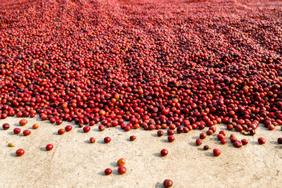 High angle view of red berries on land