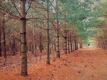 Treelined footpath along trees