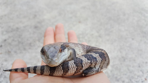 Close-up of snail