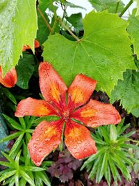 Close-up of wet orange leaves on rainy day