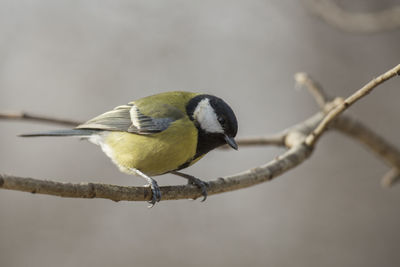 Close-up of bird perching on branch