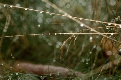 Close-up of wet spider web on plant