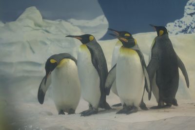 View of birds on beach