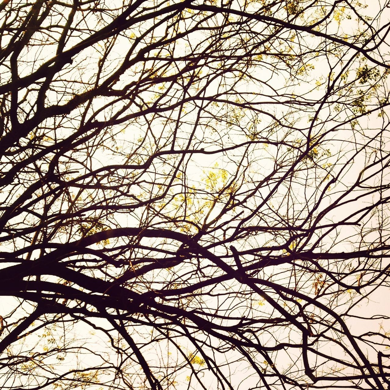 branch, bare tree, low angle view, tree, sky, nature, silhouette, tranquility, beauty in nature, backgrounds, outdoors, full frame, no people, growth, clear sky, day, sunset, scenics, dusk, directly below