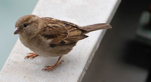 Close-up of bird perching outdoors