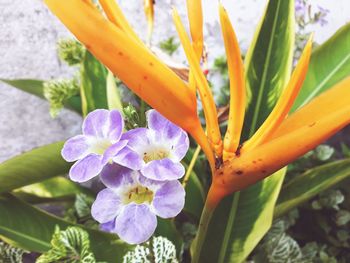 Close-up of purple flowering plant