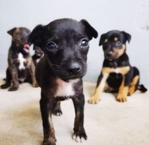 Portrait of black puppy