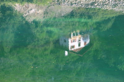 Reflection of trees in water