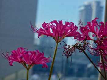 Close-up of pink flowering plant