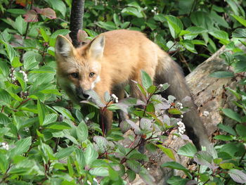 Portrait of a fox amid leaves