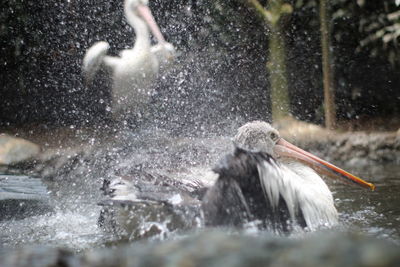 View of birds in water