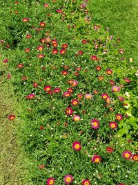 High angle view of red flowering plants on field