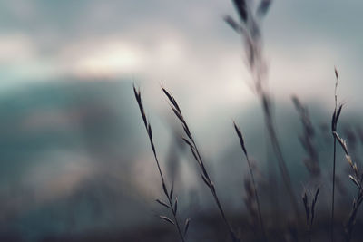 Close-up of stalks in field against sky