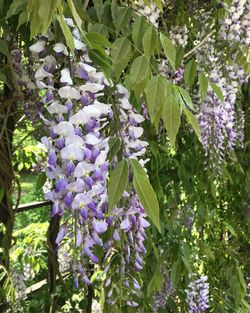 Close-up of purple flowers blooming on tree