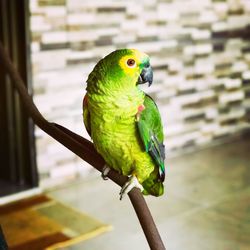 Close-up of parrot perching